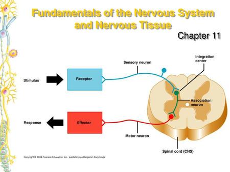 Fundamentals of the Nervous System and Nervous Tissue