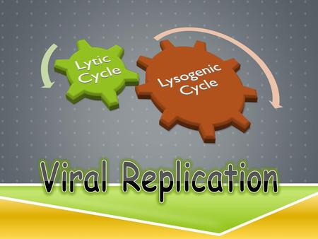 Lysogenic Cycle Lytic Cycle Viral Replication.