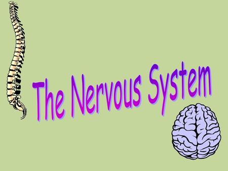 The Nervous System.