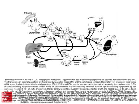 Schematic overview of the role of LCAT in lipoprotein metabolism