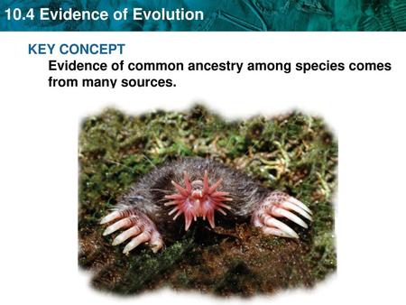 Evidence for evolution in Darwin’s time came from several sources.