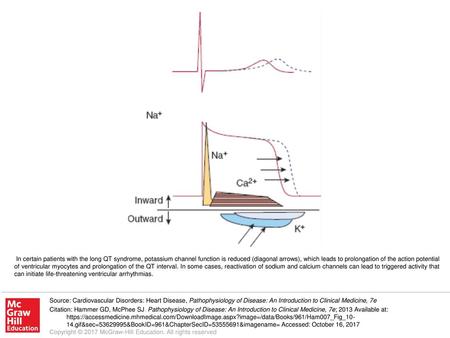 In certain patients with the long QT syndrome, potassium channel function is reduced (diagonal arrows), which leads to prolongation of the action potential.