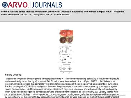 From: Exposure Stress Induces Reversible Corneal Graft Opacity in Recipients With Herpes Simplex Virus-1 Infections Invest. Ophthalmol. Vis. Sci.. 2017;58(1):35-41.