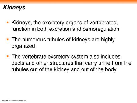 Kidneys Kidneys, the excretory organs of vertebrates, function in both excretion and osmoregulation The numerous tubules of kidneys are highly organized.