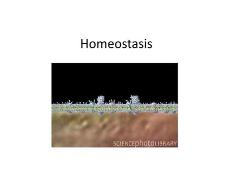 Homeostasis.