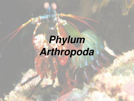 Phylum Arthropoda.