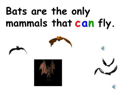 Bats are the only mammals that fly. c a n.