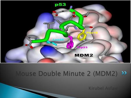 Mouse Double Minute 2 (MDM2)