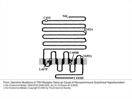 Figure 1. Schematic representation of TSHR