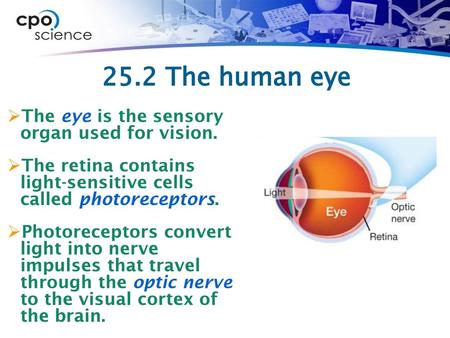 25.2 The human eye The eye is the sensory organ used for vision.