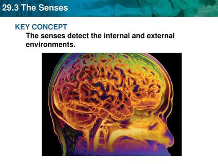 KEY CONCEPT  The senses detect the internal and external environments.