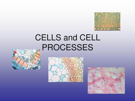 CELLS and CELL PROCESSES