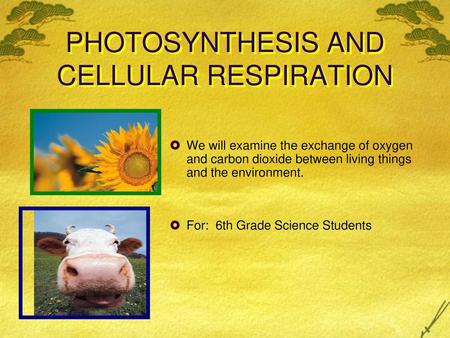 PHOTOSYNTHESIS AND CELLULAR RESPIRATION