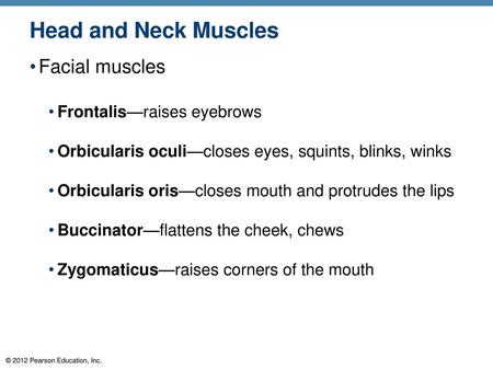 Head and Neck Muscles Facial muscles Frontalis—raises eyebrows