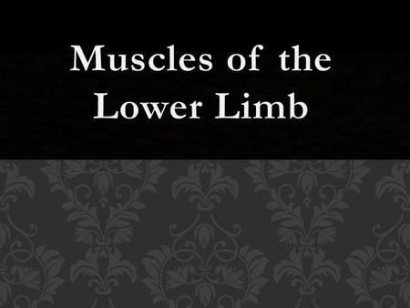 Muscles of the Lower Limb