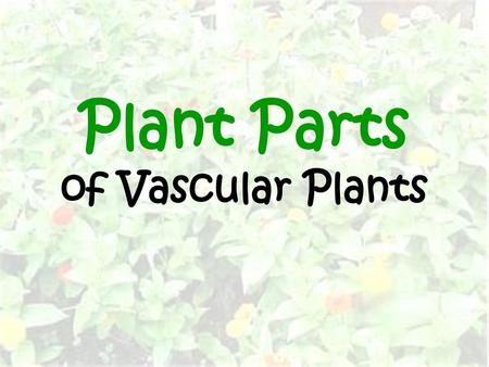 Plant Parts of Vascular Plants