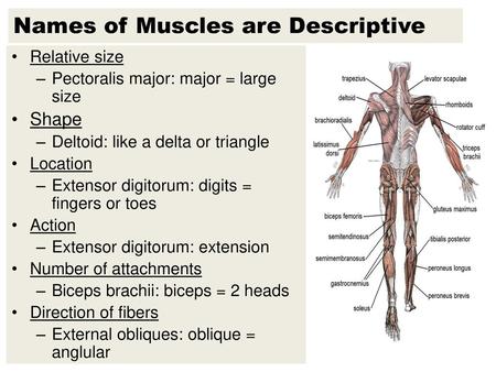 Names of Muscles are Descriptive