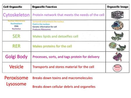 Cytoskeleton SER RER Golgi Body Vesicle Peroxisome Lysosome