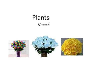 Plants Jy’mere A.