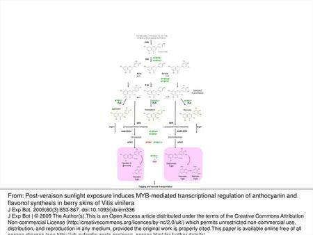 Fig. 1. Simplified overview of flavonol and anthocyanin biosynthesis within the phenylpropanoid pathway and its regulation in grape by characterized MYB.