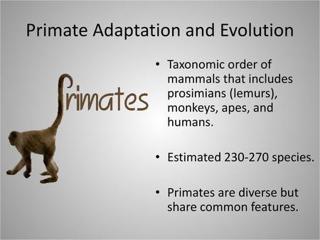 Primate Adaptation and Evolution