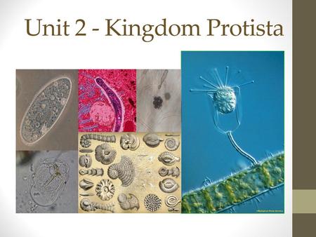 Unit 2 - Kingdom Protista