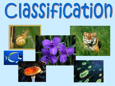 Classification.