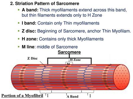 2. Striation Pattern of Sarcomere