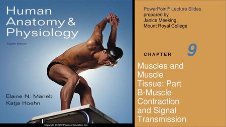 9 Muscles and Muscle Tissue: Part B-Muscle Contraction and Signal Transmission.