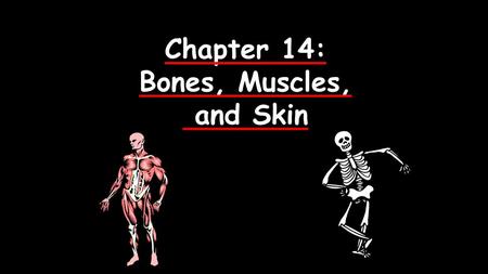 Chapter 14: Bones, Muscles, and Skin.