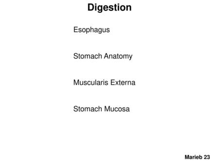 Digestion Esophagus Stomach Anatomy Muscularis Externa Stomach Mucosa