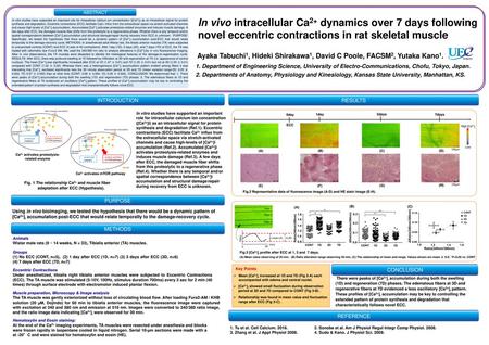 Ca2+ activates proteolysis-related enzyme Ca2+ activates mTOR pathway