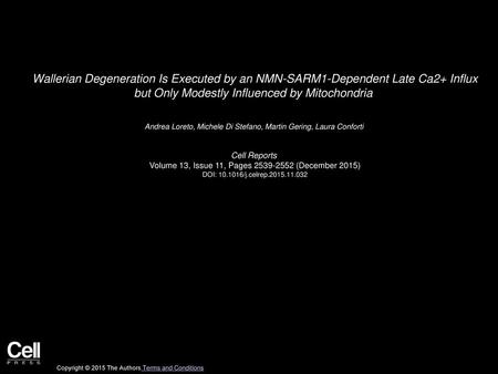 Wallerian Degeneration Is Executed by an NMN-SARM1-Dependent Late Ca2+ Influx but Only Modestly Influenced by Mitochondria  Andrea Loreto, Michele Di Stefano,