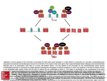 The bottom panel depicts the breakdown of the barriers in a cancer cell such that the transcriptionally repressive chromatin and DNA methylation all.