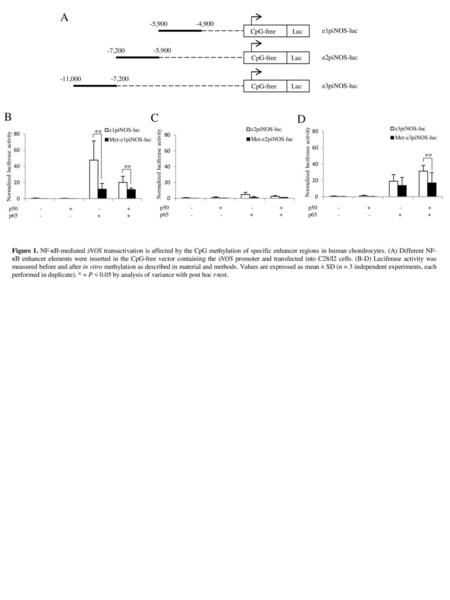 A B C D ** CpG-free Luc -7,200 -5,900 e2piNOS-luc -4,900 e1piNOS-luc