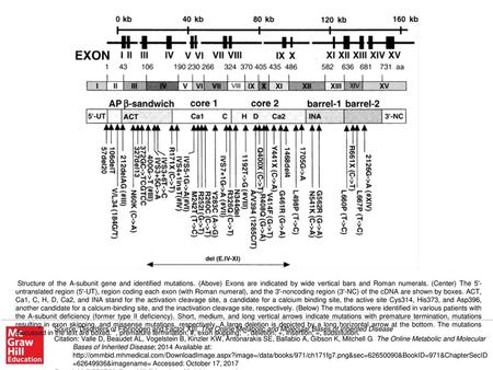 Structure of the A-subunit gene and identified mutations