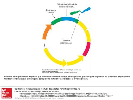 Esquema de un plásmido de expresión que contiene la secuencia clonada de una proteína que sirve para diagnóstico. La proteína se expresa como híbrido (recombinante)