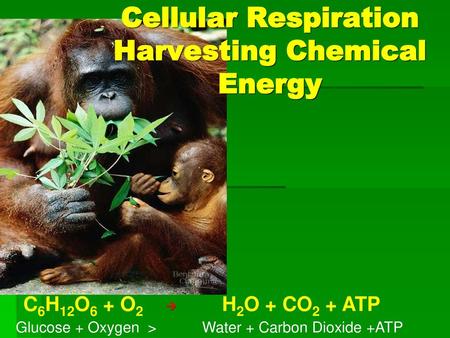 Cellular Respiration Harvesting Chemical Energy