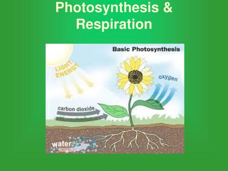 Photosynthesis & Respiration