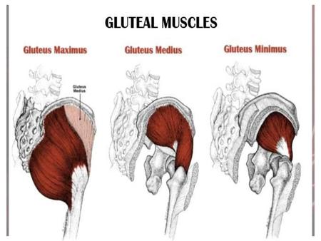 Gluteal muscles Iliotibial tract Definition: strong thickened deep fascia on the lat side of thigh. Attachments: from tubercle of iliac crest to.