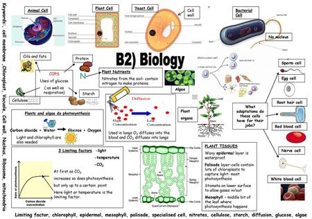 Plant Cell Yeast Cell Animal Cell Cell wall Bacterial Cell No nucleus