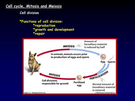 Cell cycle, Mitosis and Meiosis