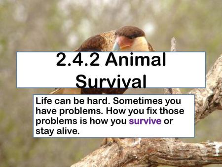 2.4.2 Animal Survival Life can be hard. Sometimes you have problems. How you fix those problems is how you survive or stay alive.