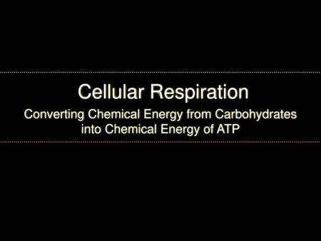 Cellular Respiration Converting Chemical Energy from Carbohydrates into Chemical Energy of ATP.