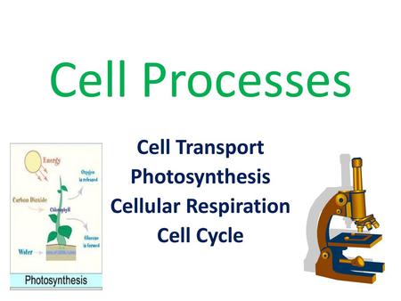 Cell Transport Photosynthesis Cellular Respiration Cell Cycle