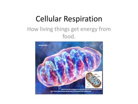 How living things get energy from food.