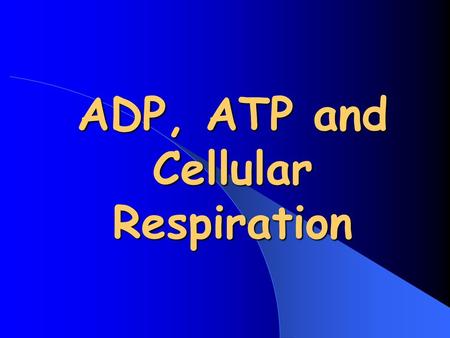 ADP, ATP and Cellular Respiration