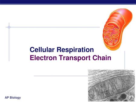 Cellular Respiration Electron Transport Chain