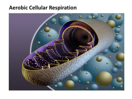 Aerobic Cellular Respiration