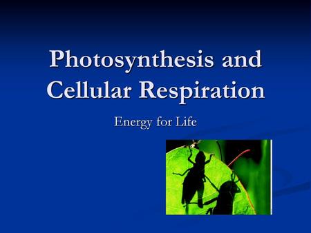 Photosynthesis and Cellular Respiration